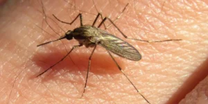 Portada-web-dengue-1280x640